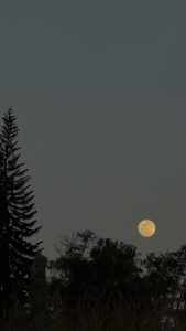 
A clear night sky with a large, bright full moon hanging on the horizon. The moon appears golden and is surrounded by a subtle glow, contrasting against the darkening sky