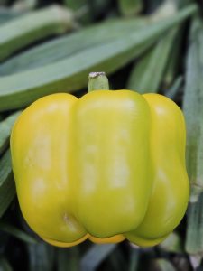 A bright yellow bell pepper with a green stem sits in the foreground. The background is filled with blurred green vegetables, creating a nice contrast that makes the pepper pop. Location: Edavannappara, Malappuram, Kerala.