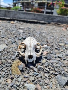 A small animal skull rests on a gravel surface under bright sunlight, revealing intricate bone details against a softly blurred background
