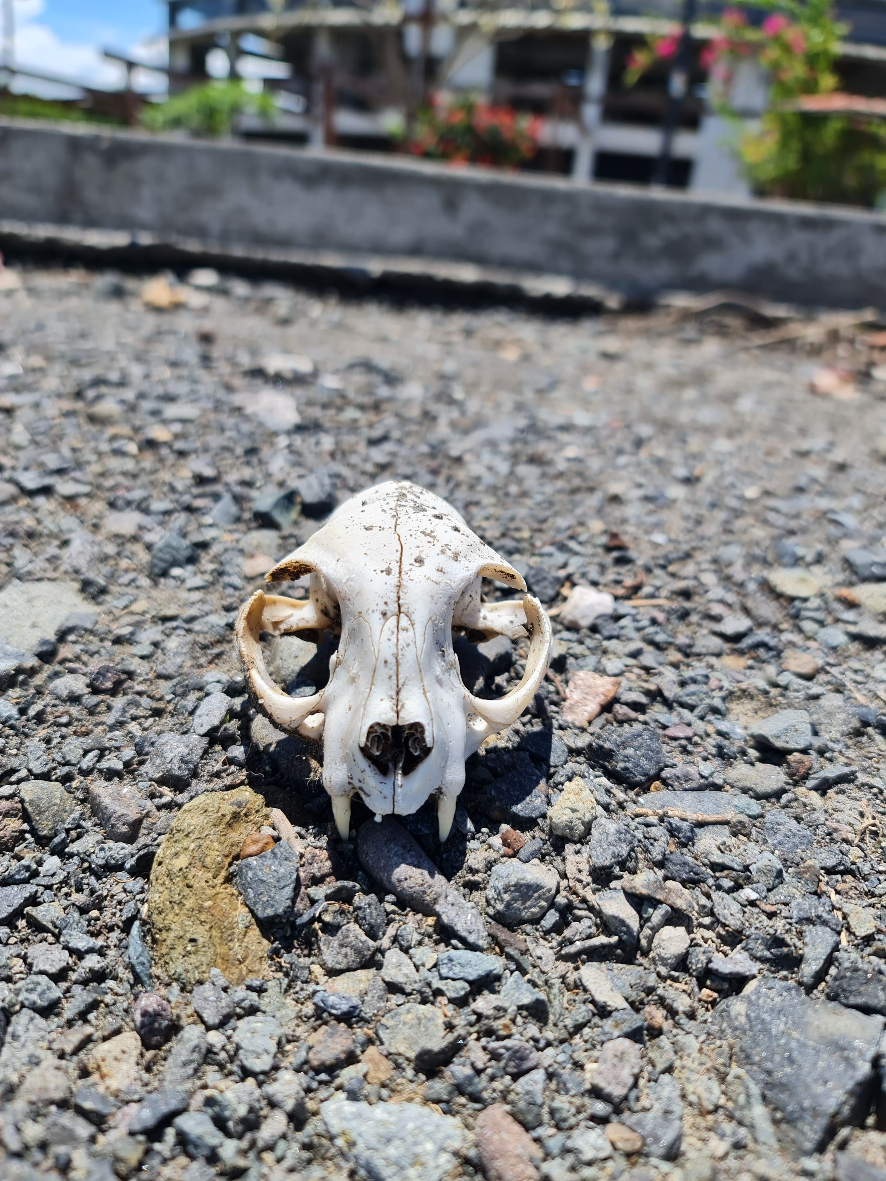 A small animal skull rests on a gravel surface under bright sunlight, revealing intricate bone details against a softly blurred background