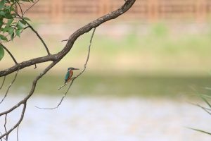 A common kingfisher perches on a branch overhanging above a calm body of water. The background is far away from the branch which ends up softly blurred, creating a great depth of field.
