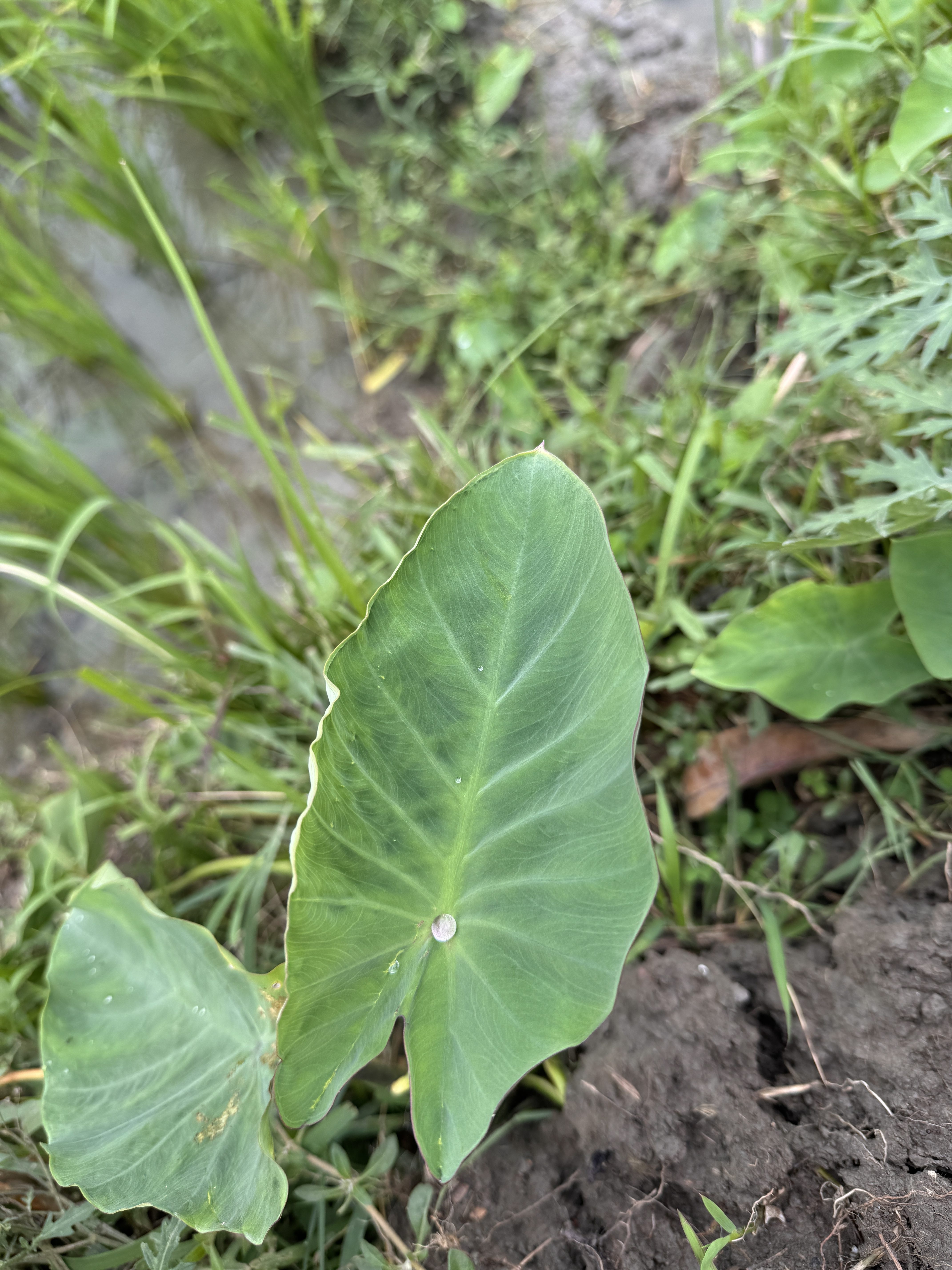 A large green leaf rests on the ground among smaller green leaves.