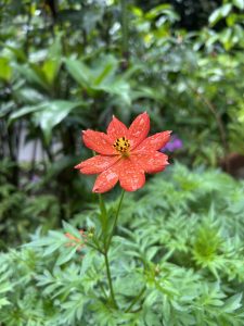 A single orange cosmos flower covered in water droplets, standing above soft green feathery foliage.