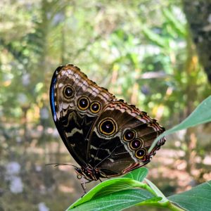 close up of a an owl butterfly standing on a leaf horizontally