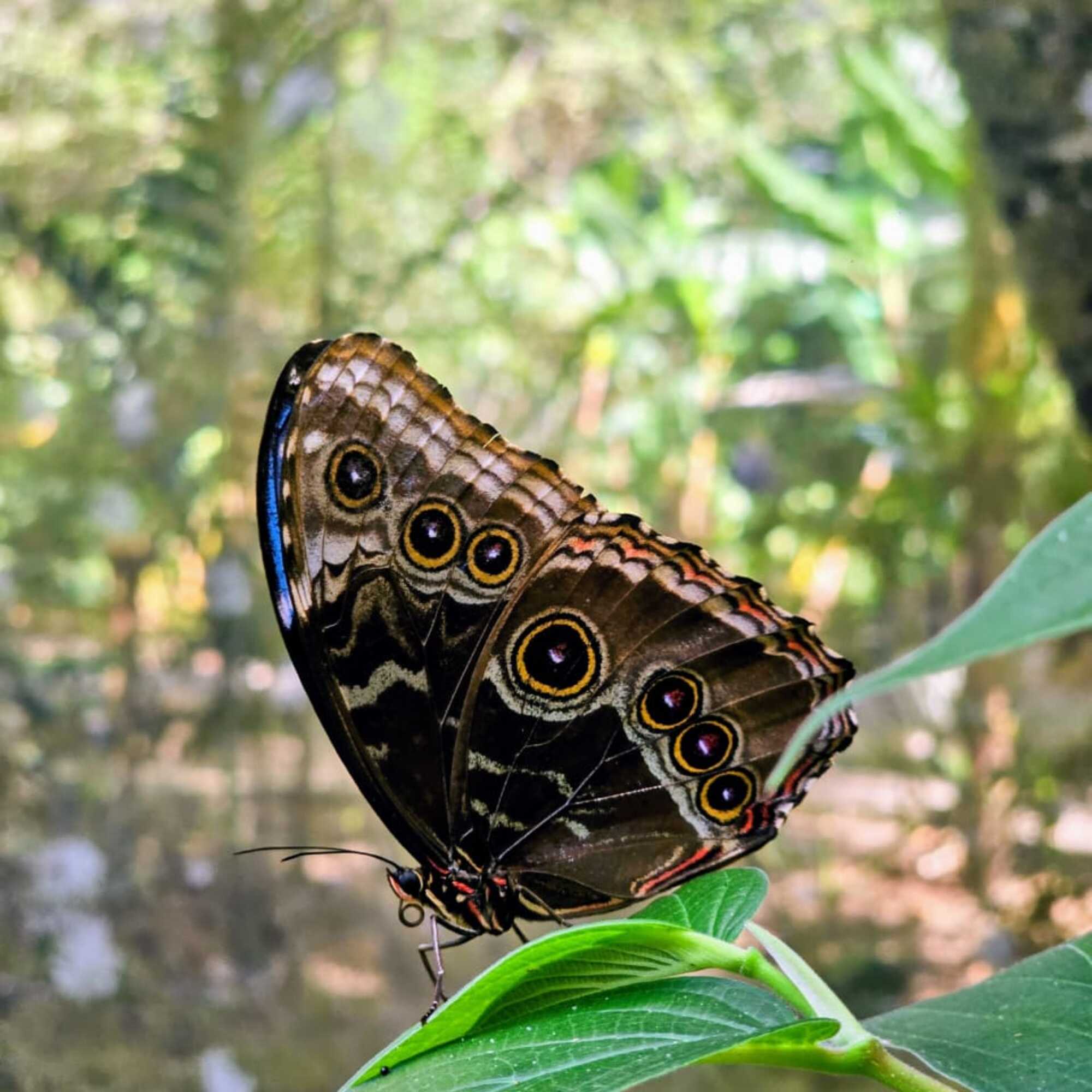 close up of a an owl butterfly standing on a leaf horizontally