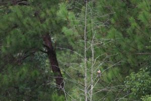 A long-tailed shrike perched on a bare tree branch against a green background with pine trees.
