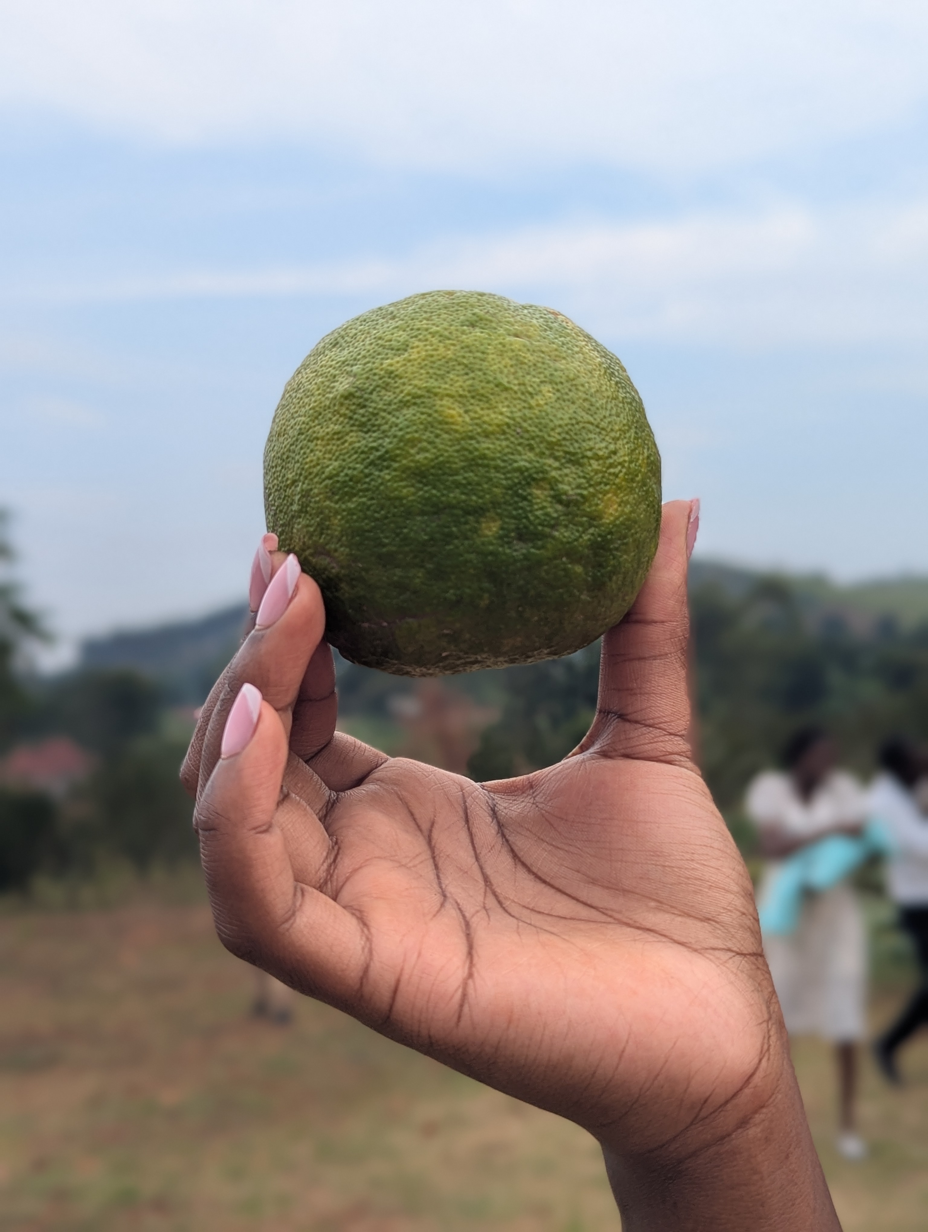 A hand holding a large green citrus fruit outdoors.