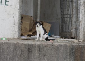 A white and black patterned cat sits centrally in a commercial dumpster, surrounded by scattered garbage with cardboard boxes stacked in the background.