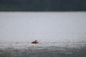 A Great Crested Grebe resting on a lake. The water is reflective, mirroring the gray sky above.