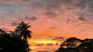 
Colorful sunset with silhouetted trees and a tall palm tree.