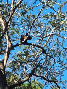 Monkey resting on tree branches, surrounded by green leaves under a clear blue sky.