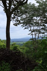 Lush green landscape with trees, branches, rolling hills, and distant mountains under a partly cloudy sky.
