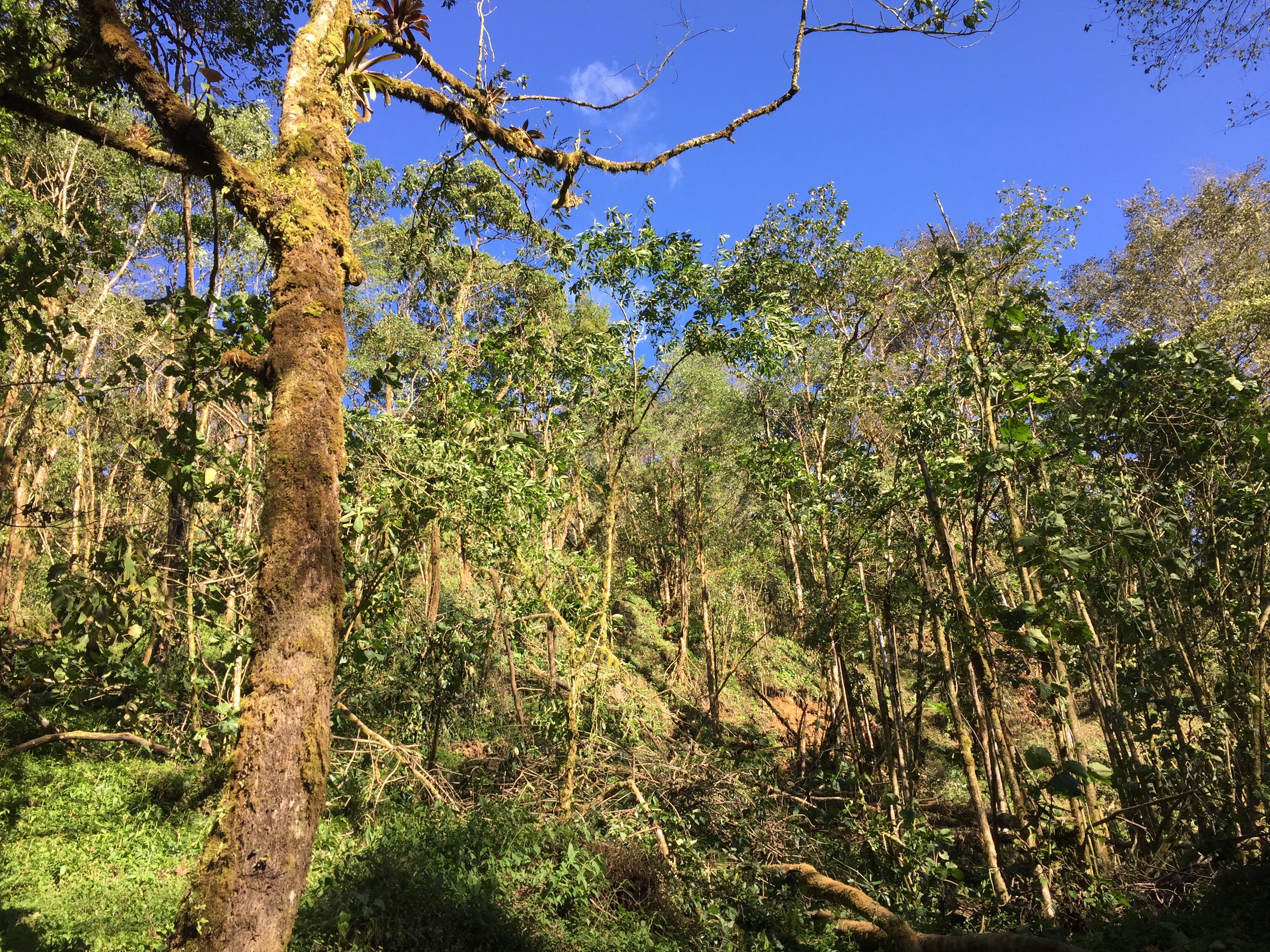 Tall trees with moss-covered trunks in a forest in Costa Rica.
