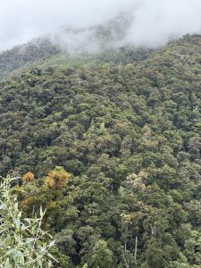 A steep cloud-covered mountainside with dense green forest and patches of orange and yellow foliage.