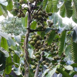 A tree surrounded by lush, green leaves, featuring clusters of round, light green fruits hanging from its branches. 
