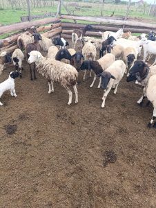 In a fenced enclosure, a diverse group of sheep gathers closely together on a dirt ground. The sheep vary in color and size, with some having thick, woolly coats that range from white to light brown and black.
