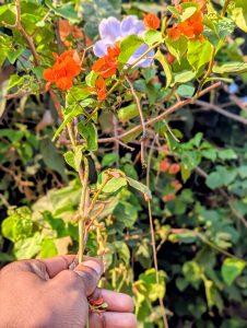 A hand is holding a green branch with vibrant orange flowers and some small green leaves. 