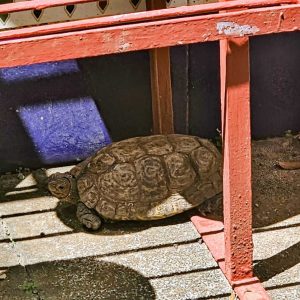 
A tortoise is resting on a sunlit concrete surface, partially in the shade of a red structure overhead. 