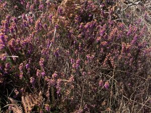Close-up of wild heather with violet flowers along the Camiño dos Faros trail at Cape Corme..