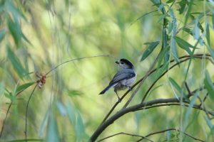 A small Silver-throated Bushtit perched on a thin branch against a blurred green background of leaves. It's an energetic little bird with a tennis ball body and a long tail. Dark above and pale below, with a dark gray patch on its throat. Usually found in small flocks of its own species, foraging noisily and acrobatically in temperate forests and parks.
