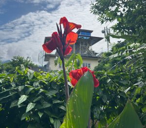 A vibrant cluster of bright red flowers stands tall against a backdrop of lush green leaves. 
