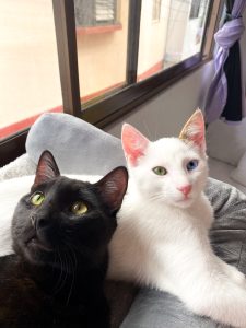 Two cats, one white and one black, resting closely together against a purple background