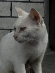 A close-up portrait of a white domestic cat resting calmly, highlighting its soft fur, golden eyes, and detailed whiskers against a simple textured background.