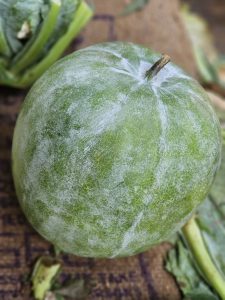 A fresh ash gourd (also known as white gourd or winter melon) is shown in close-up, highlighting its round shape, smooth skin, pale green markings, and short stem. The surrounding vegetables and wooden surface add a natural market feel. Captured in Mavoor, Kozhikode, Kerala.
