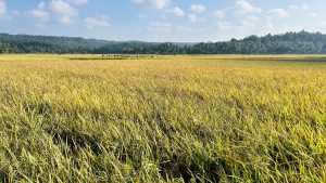 A vast field of golden rice stretches out under a clear blue sky. The rice plants stand tall, their stalks swaying gently in the breeze. I