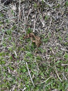 
The ground is covered with a mix of short green grass and dried brown grass