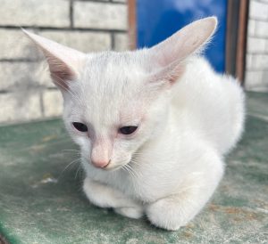 A small, white cat is sitting on a weathered green surface. Its fur is mostly smooth and fluffy, with large, pointed ears that perk up, giving it an alert expression.
