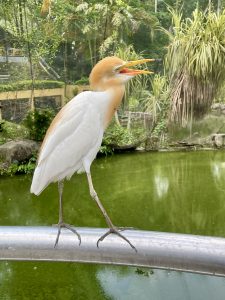 A cattle egret perches on a railing beside a green pond with its beak open, revealing its elegant breeding colors. The lush surroundings add a peaceful touch to the scene. Captured in Kuala Lumpur Bird Park, Malaysia.