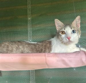 A cat with one blue eye and one brown eye.