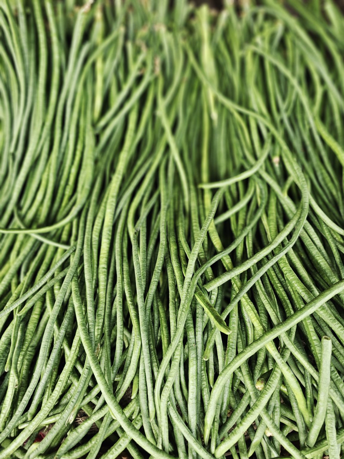 A fresh collection of long green beans fills the frame, creating a natural pattern of slender shapes and different shades of green. The close-up view highlights their fresh texture and simple agricultural beauty. Captured in Peruvayal, Kozhikode, Kerala.