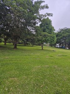 A wide grassy area with several leafy trees under a cloudy sky.
