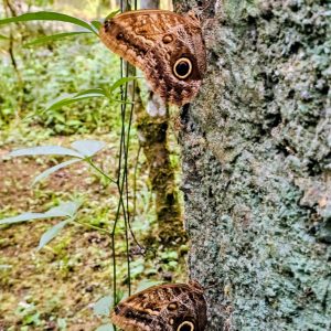 Two owl butterflies resting vertically on tree bark.