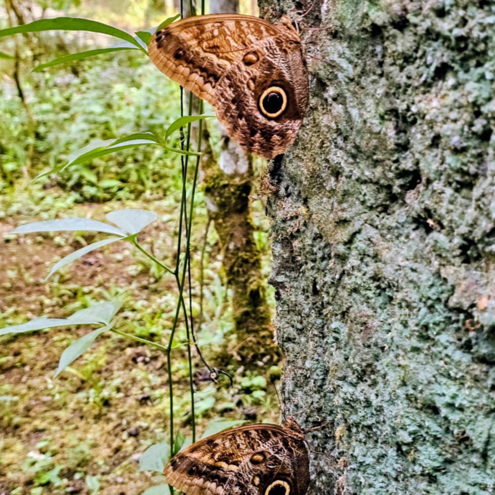 Two owl butterflies resting vertically on tree bark.
