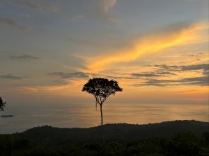 A lone tree by the sea at sunset under a golden sky with glowing clouds.