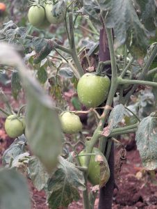 A cluster of unripe green tomatoes growing on a vine with green leaves.

