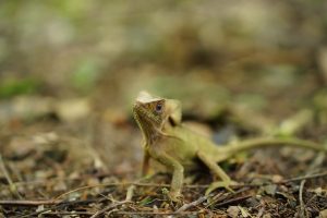 A small helmeted lizard standing on the forest floor among twigs and leaf litter, head raised and looking toward the camera.