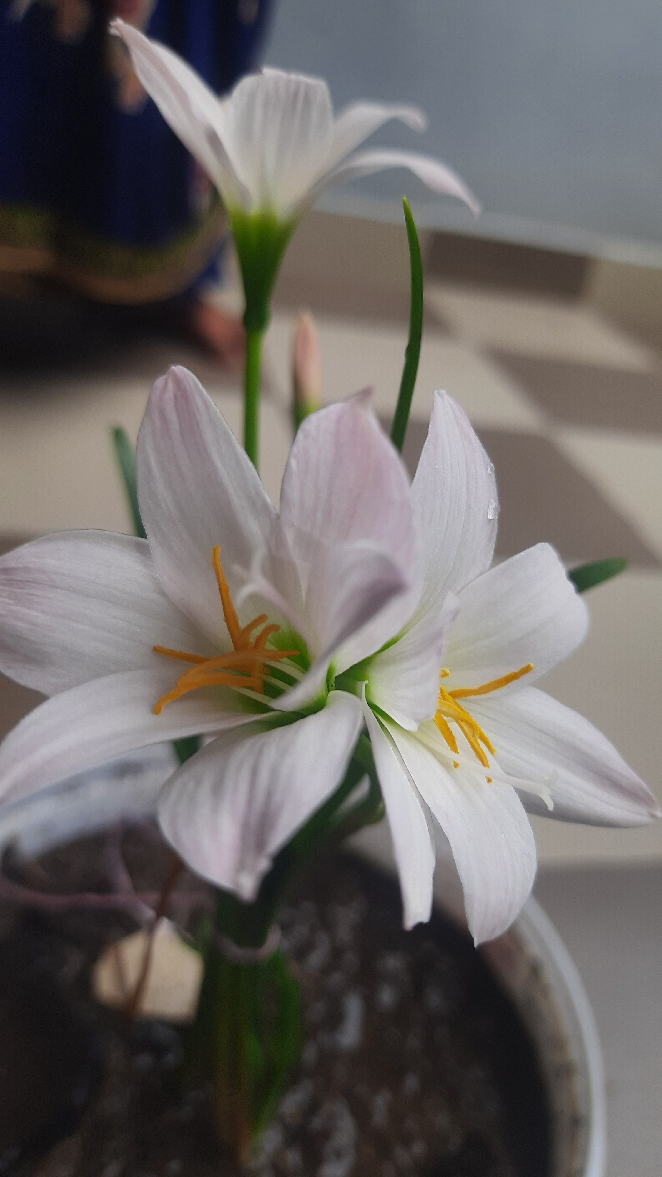 A close-up photograph of delicate white and pale pink flowers blooming in a pot, illuminated by soft natural sunlight. The flowers feature bright green stems and golden-yellow stamens, creating a gentle and peaceful natural scene.