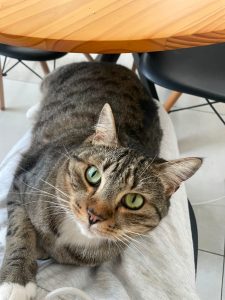 A close-up of a tabby cat lounging on a person's lap.