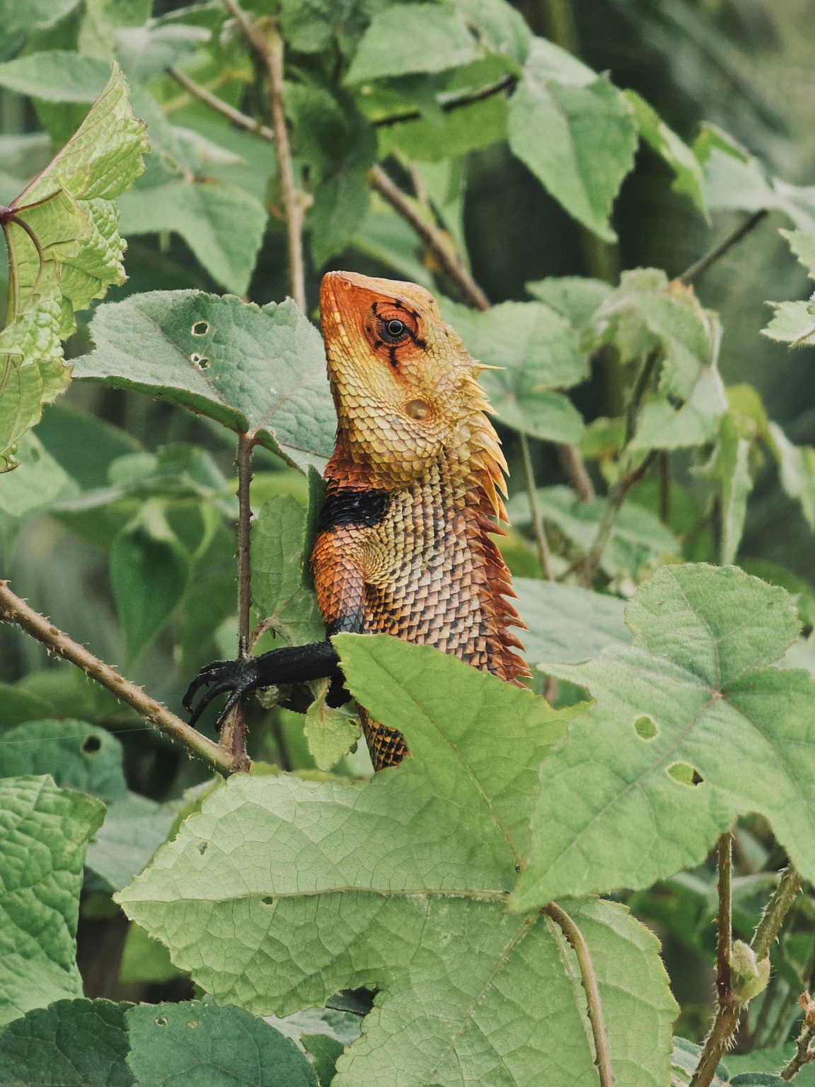 A close-up of a colorful Indian garden lizard / oriental garden lizard (Calotes versicolor) rests on a branch among green leaves. Its orange, brown, and black scales and detailed eye stand out clearly against the leafy background. Captured in Perumanna, Kozhikode, Kerala.