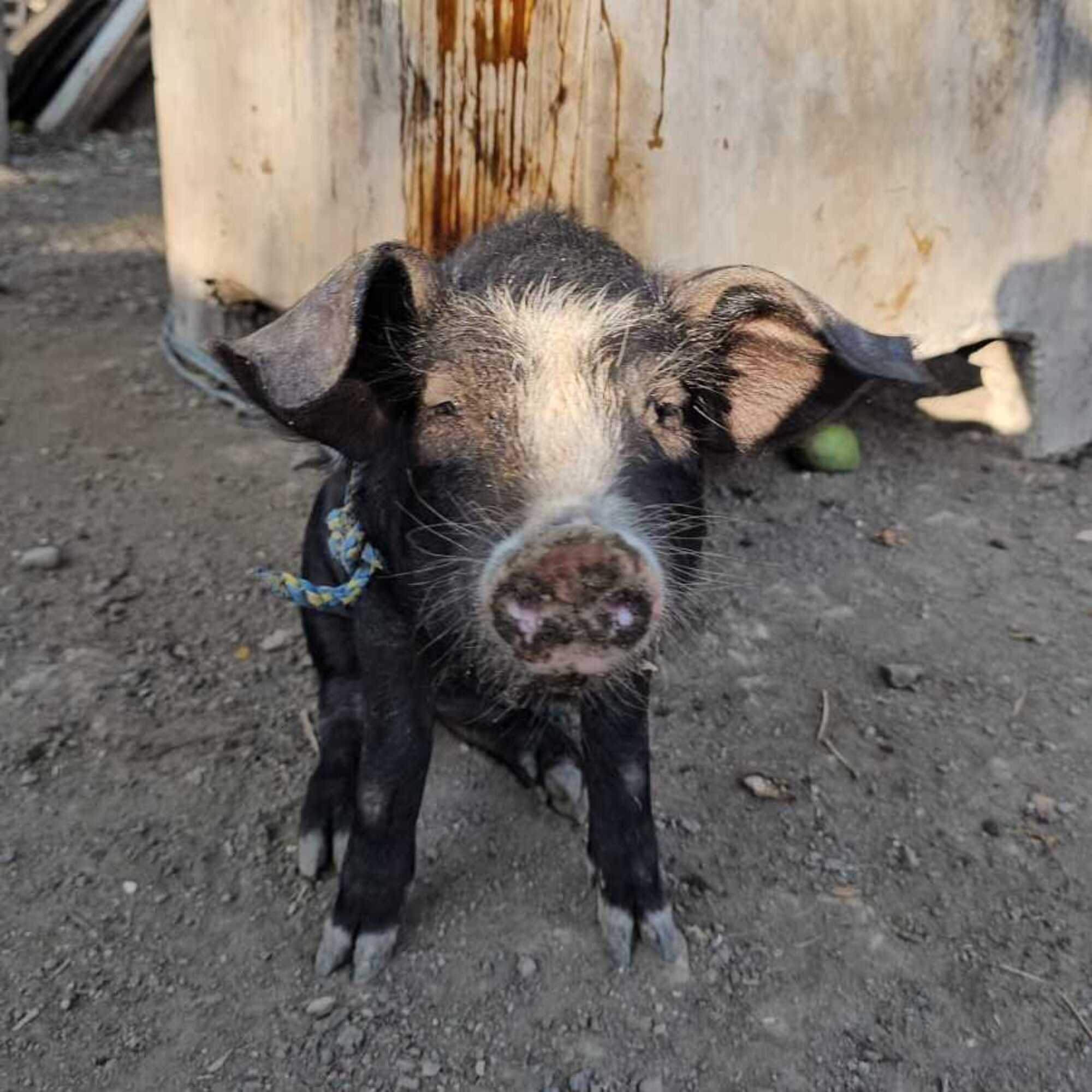 A small black piglet stands on a dirt surface, looking directly at the camera.