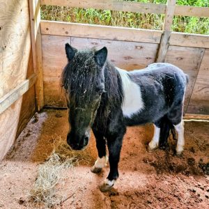 
A small pony stands in a wooden stall, surrounded by earthy brown ground and rustic wooden walls. 