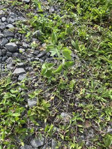 Green plants growing among small gray rocks in a natural outdoor setting.
