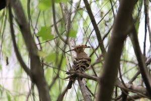 Seen through tree branches, a Common Hoopoe stands on a branch facing to its left.
