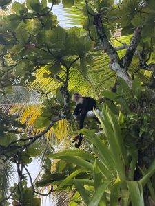 
A white-faced capuchin monkey sits on a tree branch surrounded by green leaves.