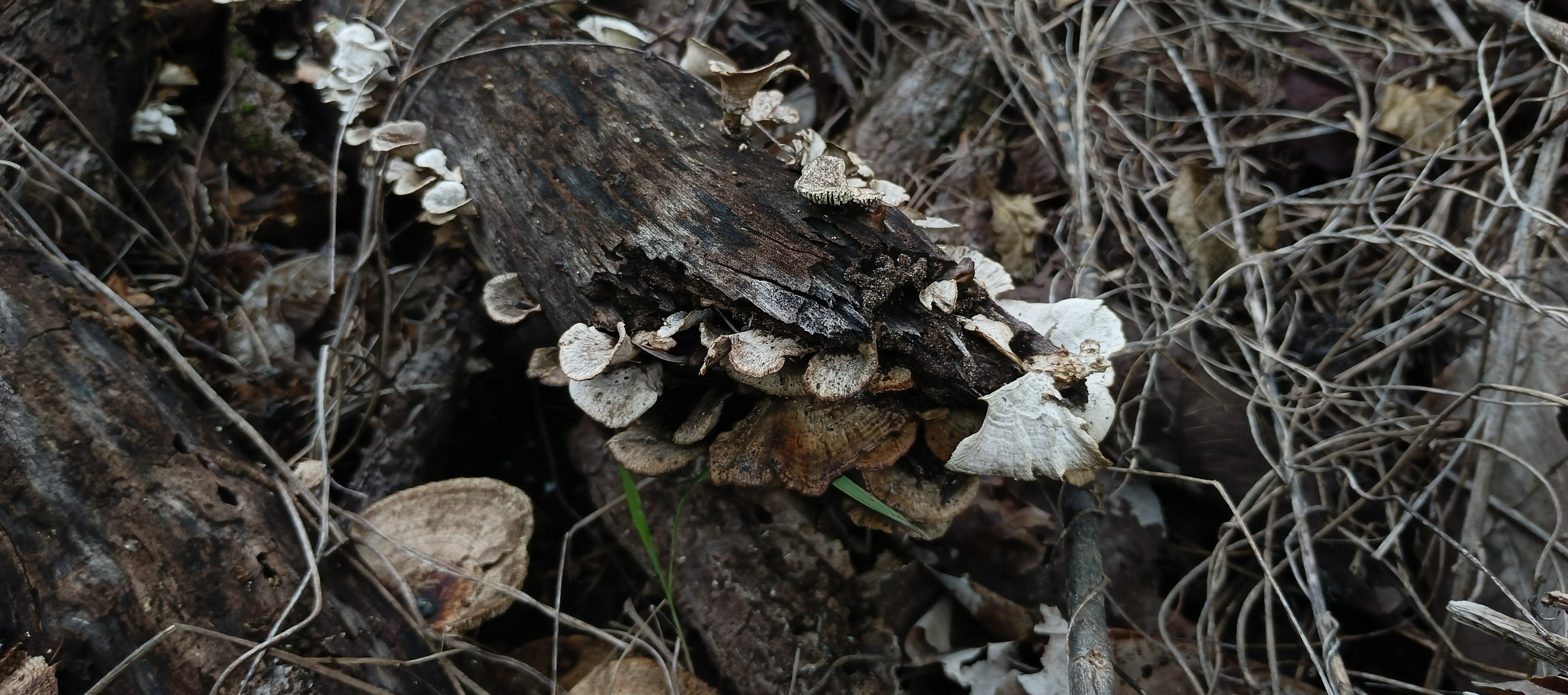 Small cream-and-brown banded shelf fungi growing around a piece of dark decaying wood.