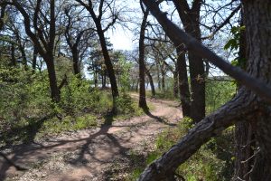 A dry dirt path in a forest.
